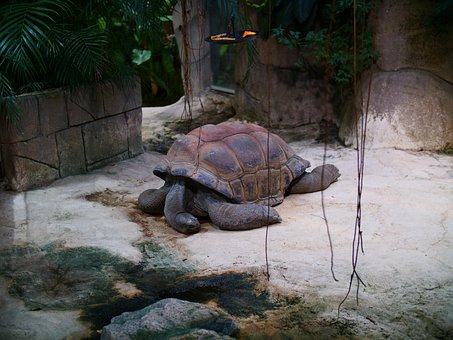 La Tortuga Gigante De Aldabra, Tortuga