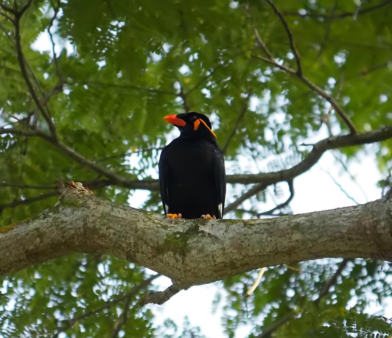 Bird Tree Wildlife - Free photo on Pixabay - Pixabay