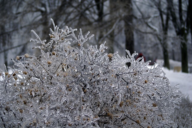 Free Frost Winter photo and picture
