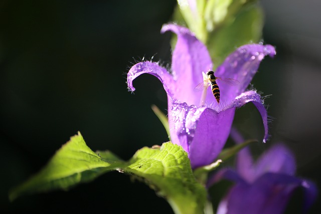 Free Nature Flower Wallpaper photo and picture