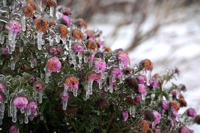 Free Flower Nature photo and picture