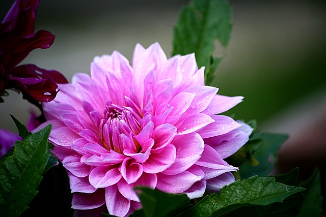 Free Flower Flower Background photo and picture