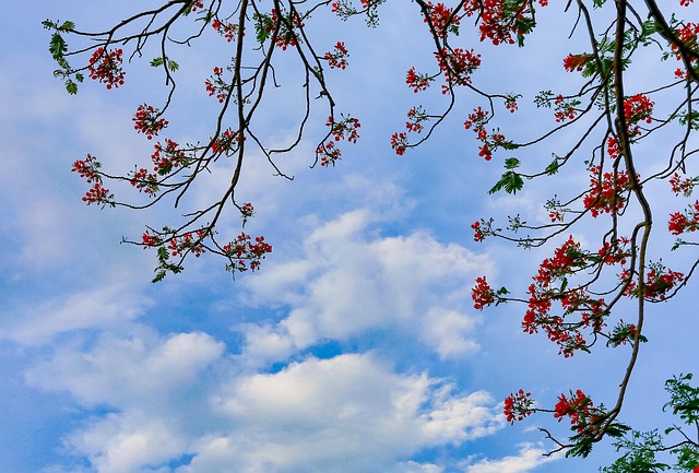 Free Season Beautiful Flowers photo and picture