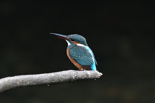 1000以上の無料カワセミ 鳥画像 Pixabay 1000以上の無料カワセミ 鳥画像 Pixabay