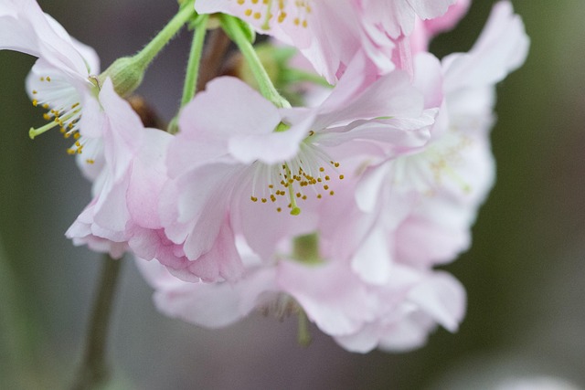 Free Flower Plant photo and picture