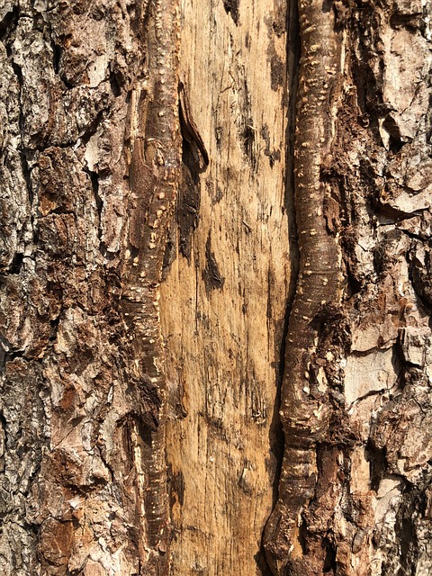 Bark, Ru, Bagagerum, Træ, Natur