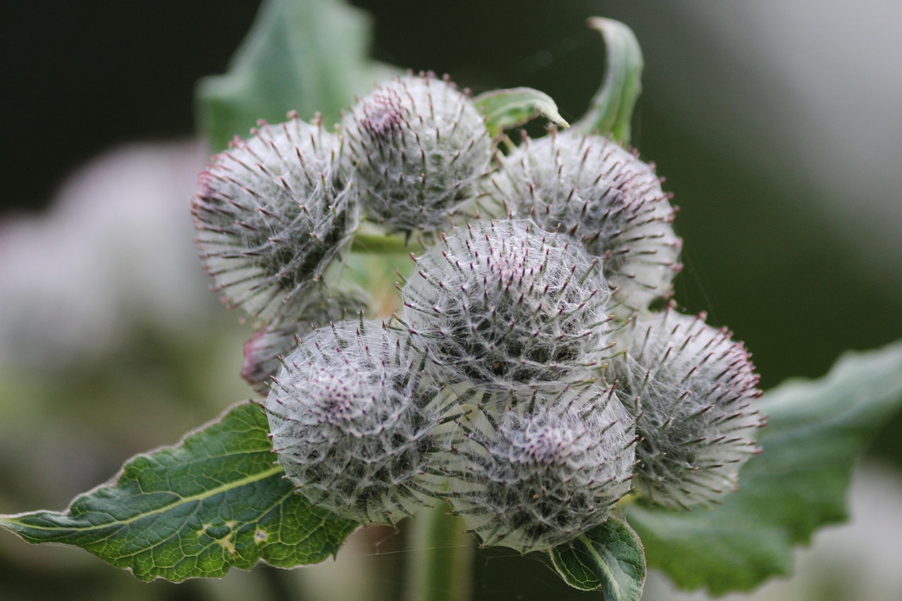 Planta Naturaleza Flor - Foto gratis en Pixabay - Pixabay