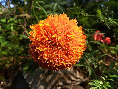 Flora, Natureza, Flor, Folha, Temporada
