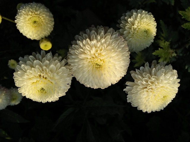 Free Chrysanthemum White photo and picture