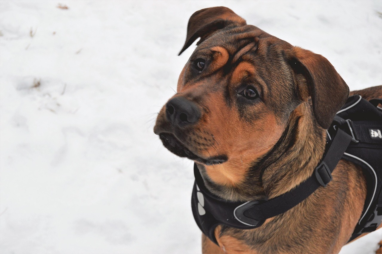 Cute Rottweiler Mix