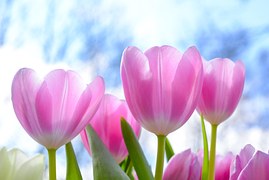 Nature, Tulip, Flora, Flower