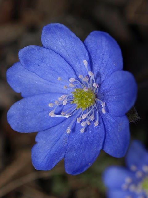 Natur, Blume, Draußen, Flora