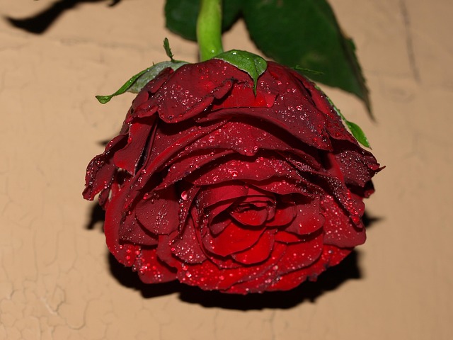 Rose, Blume, Blatt, Rot, Blütenblatt