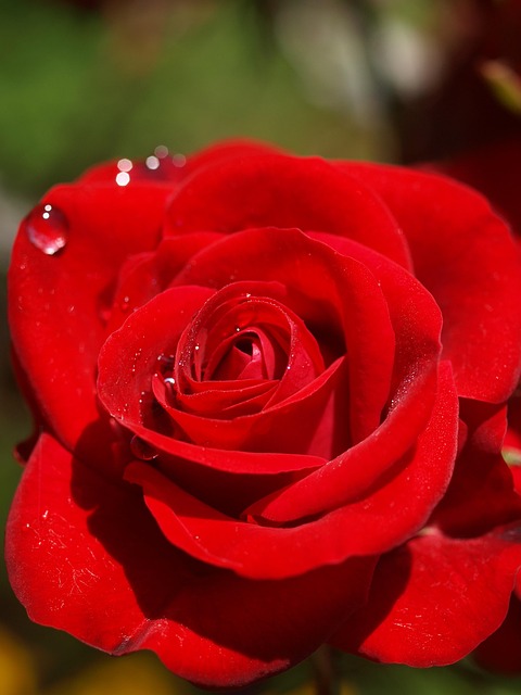 Rose, Blume, Rose, Schöne Blumen