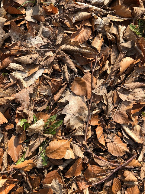 Blad, Natur, Tør, Træ, Efterår, Flora