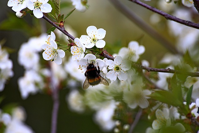 Free Flower Nature photo and picture