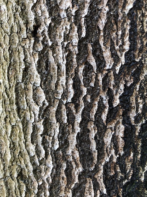 Mønster, Bark, Træ, Ru, Natur, Tør
