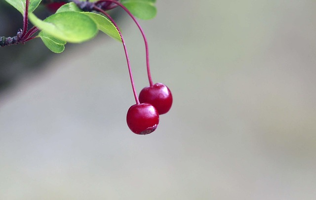 Free Nature Leaf photo and picture