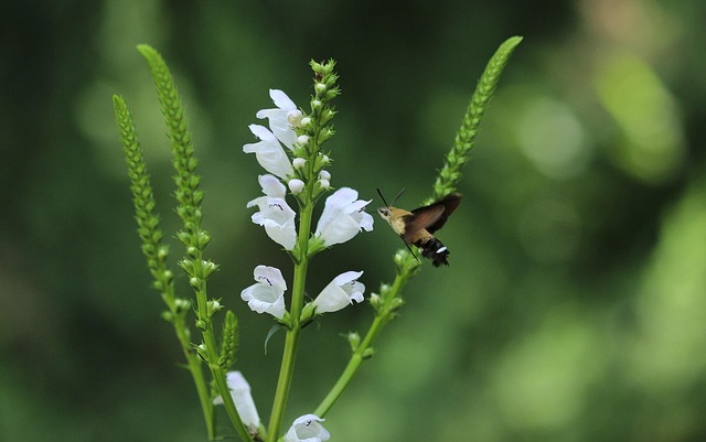 Free Nature Leaf photo and picture