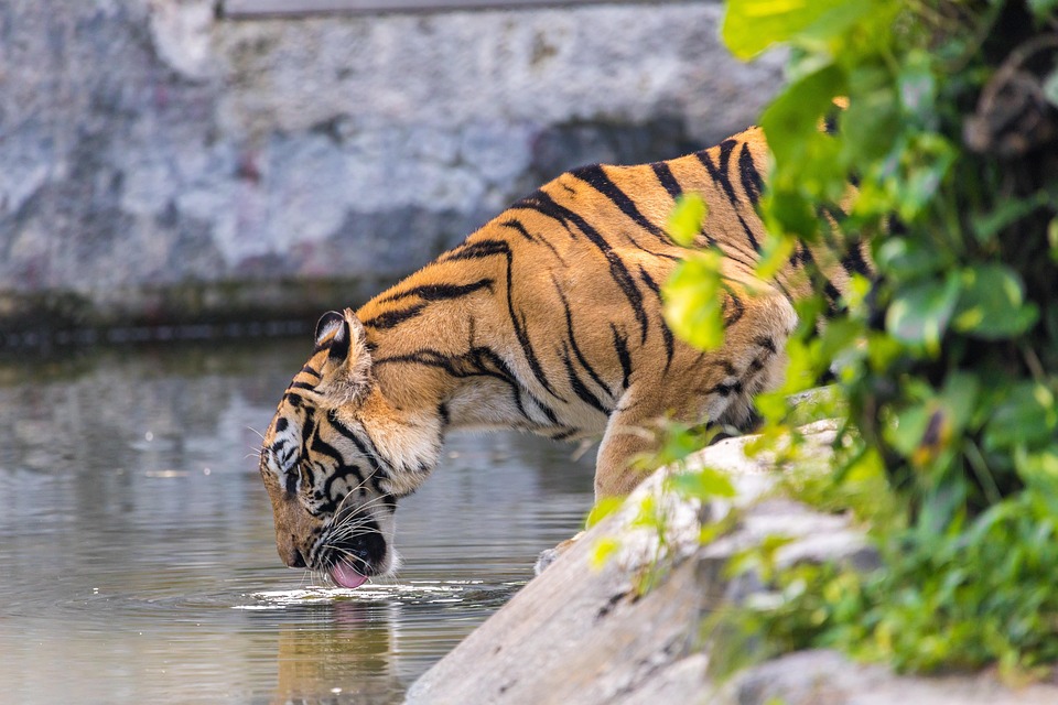 Tiger, Drink, Asian Tiger, Animal World, Cat, Nature