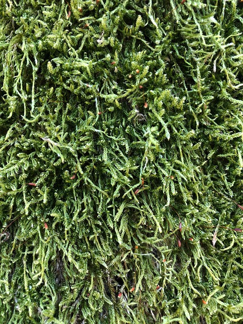 Blad, Flora, Natur, Landbrug, Urt, Vækst