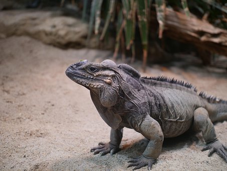 Iguana Rinoceronte, Iguana, Reptil
