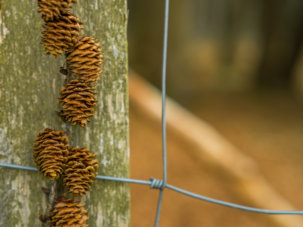 Nature Pinecone Life - Free photo on Pixabay