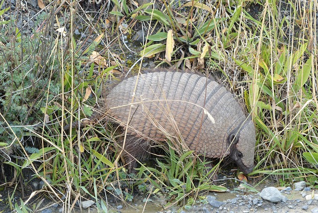 nature, grass, armadillo, torres del paine, chile, southern chile, patagonia, animal, armadillo, armadillo, armadillo, armadillo, armadillo