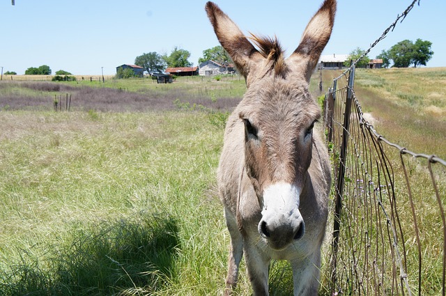 Free Grass Field photo and picture