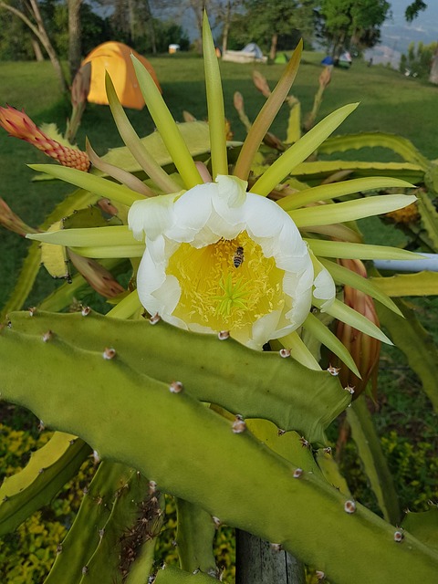 Free Plant Nature photo and picture