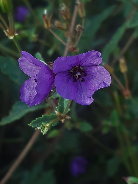 Blomst, Uden For, Plante, Haven, Natur