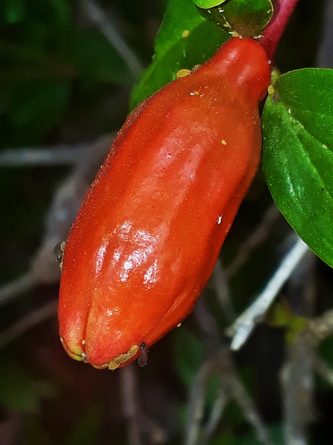 Mad, Natur, Blad, Plante, Ingen Person