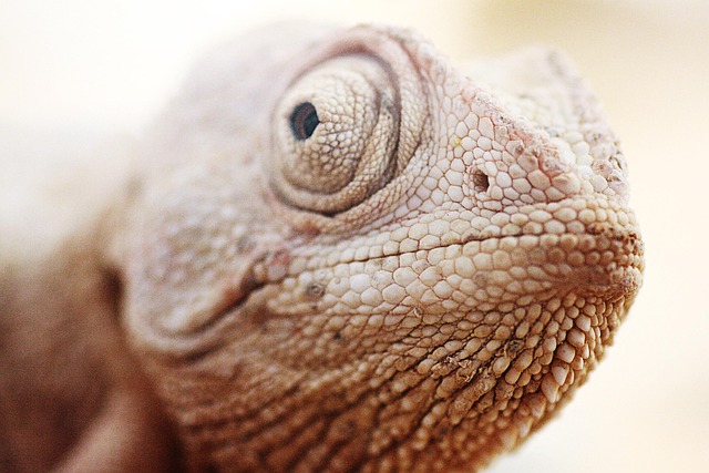 動物 トカゲ 爬虫類 - Pixabayの無料写真 - Pixabay