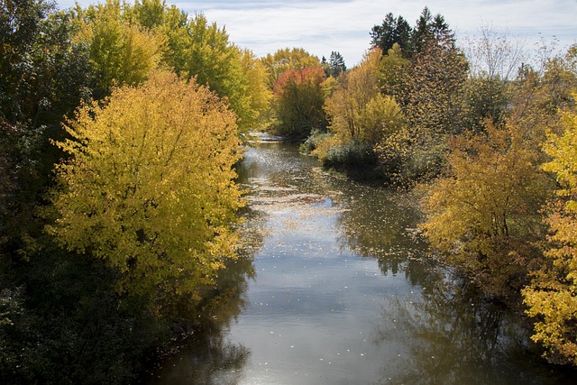 Free Tree Nature photo and picture