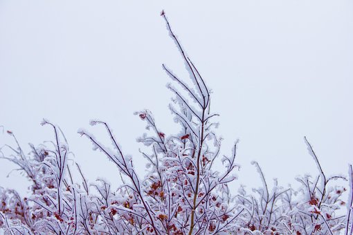 Free Nature Winter photo and picture