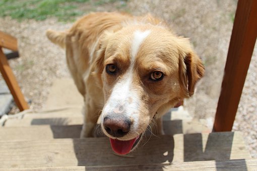 Free Dog Animal photo and picture