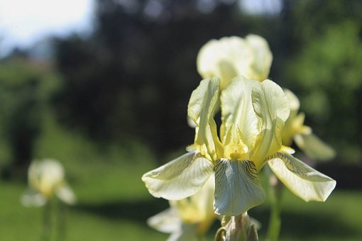 Free Iris Sunny photo and picture