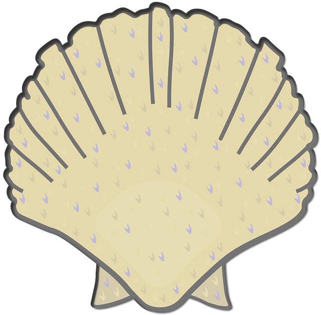 Free shell sea beach illustration