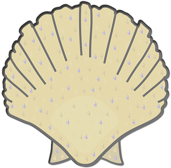 Muschel, Meer, Strand, Ozean, Shell