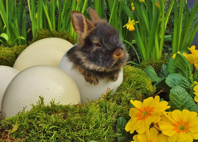 Free Easter Easter Bunny photo and picture