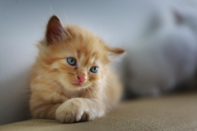 Free Cat Sad photo and picture Free Cat Sad photo and picture