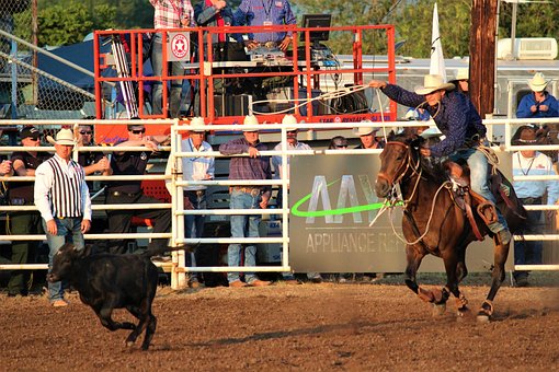 Rodeo, Human, Animals, Cattle, Bull