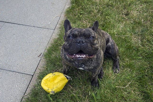 Fransk Mastiff, Græs, Bold