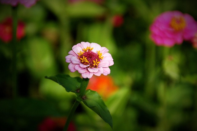 Free Nature Plant photo and picture
