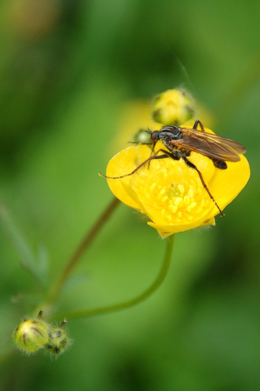5-free-dansvlieg-fly-images-pixabay