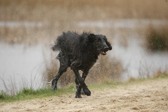 Free Dog To Shake photo and picture