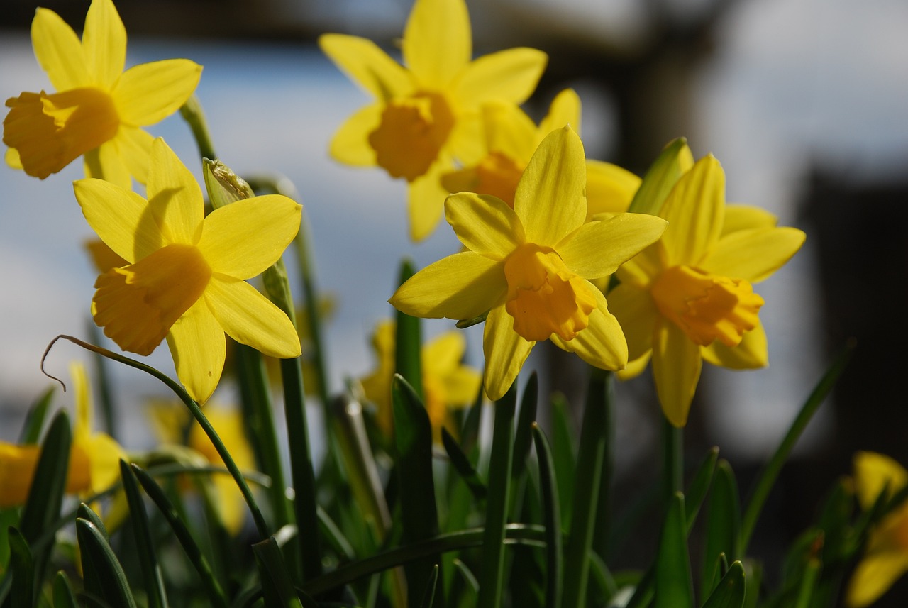 Flower Daffodil Nature Free photo on Pixabay Pixabay