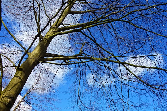 Free Tree Trunk photo and picture