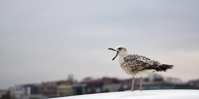 Free Bird Nature photo and picture