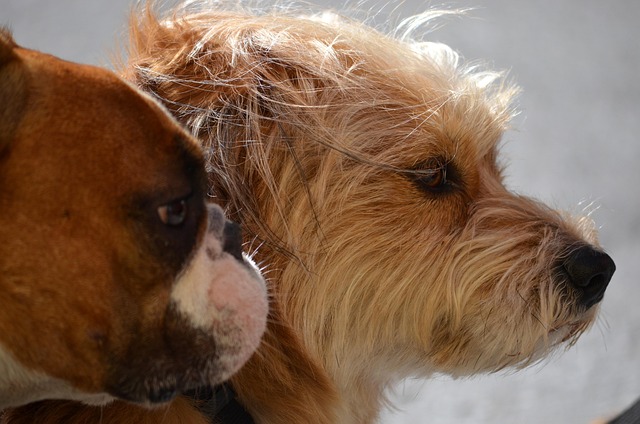 Perro, Amigos, Linda, Animal